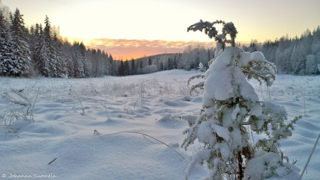 Auringonlasku metsapelto kataja