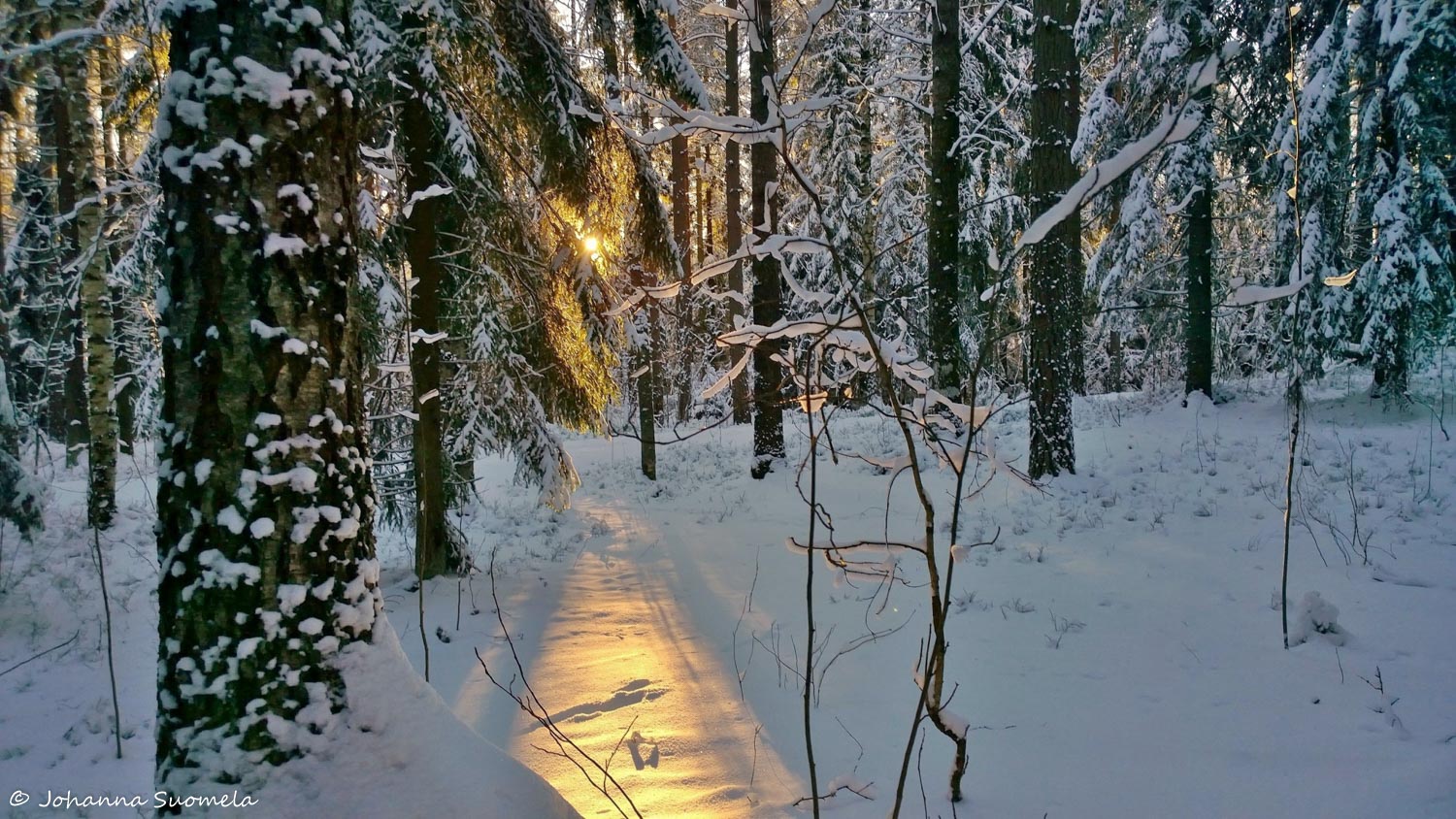 Joulupaiva auringonsade