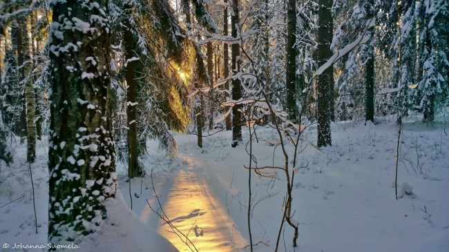 Joulupaiva auringonsade