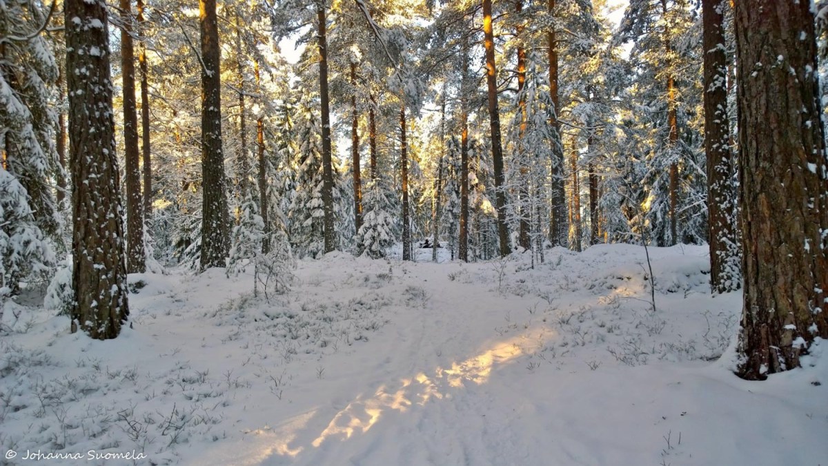 Joulupaiva Metsapolku Lumipuut