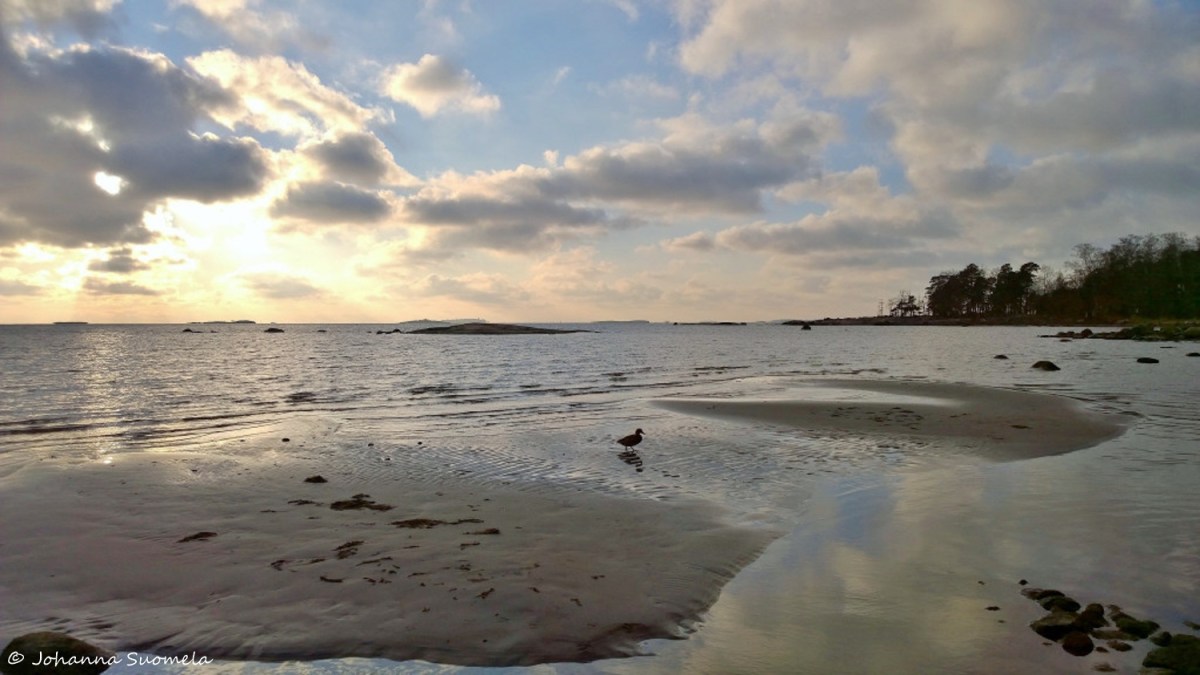 Sorsa hiekkasarkka meri