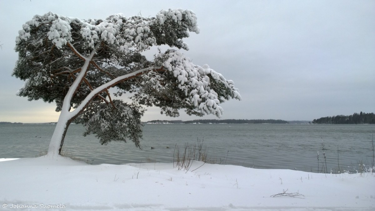 Kaareva manty merenranta lumi