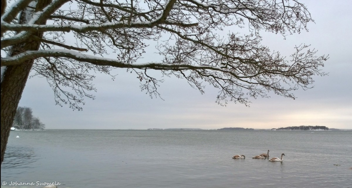 Joutsenet Meri lumioksat