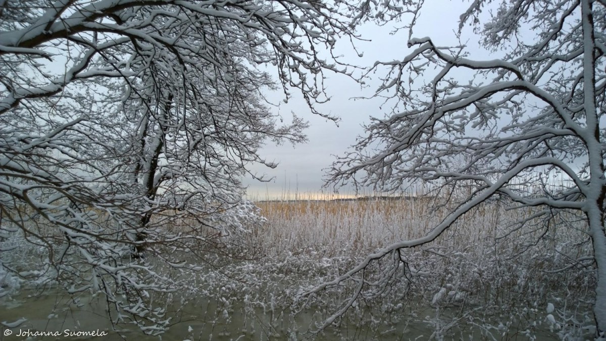 Valonkajastus merenranta lumipuut