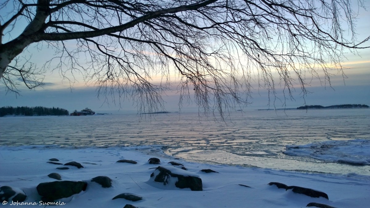 Jaatyva meri rantakoivu