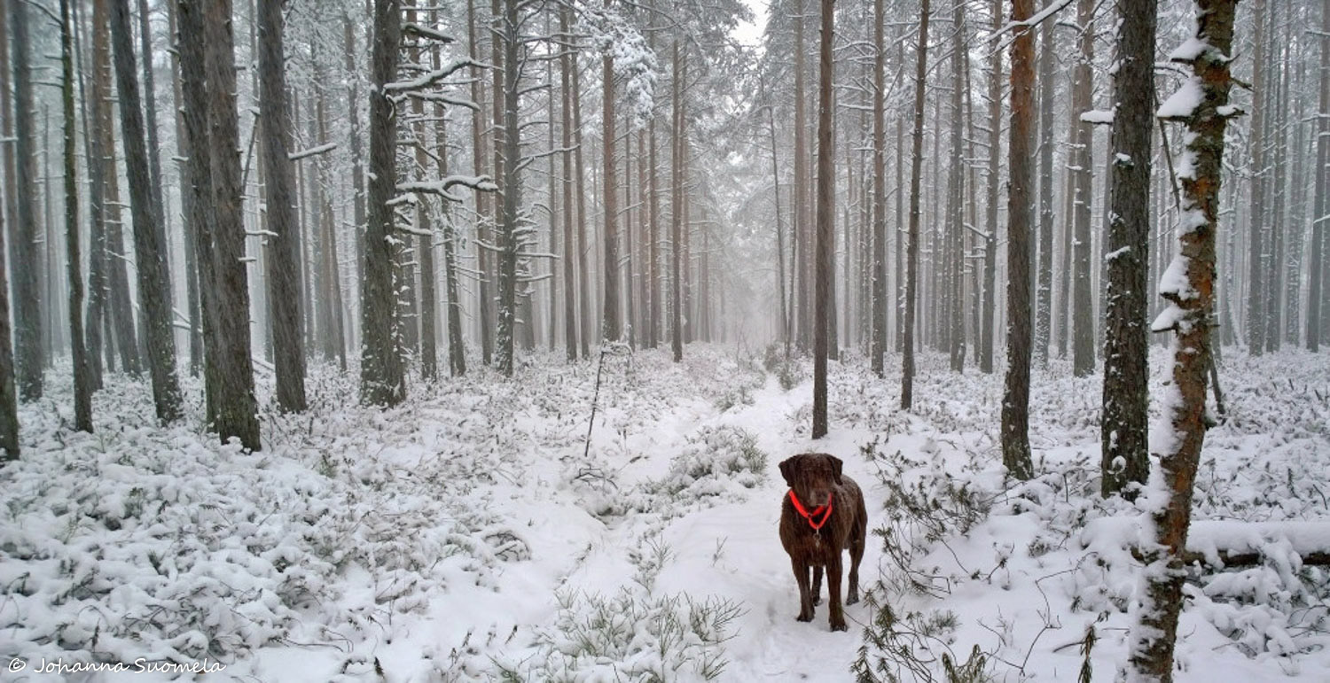 Lumisade koira Uusivuosi