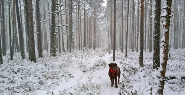 Lumisade koira Uusivuosi