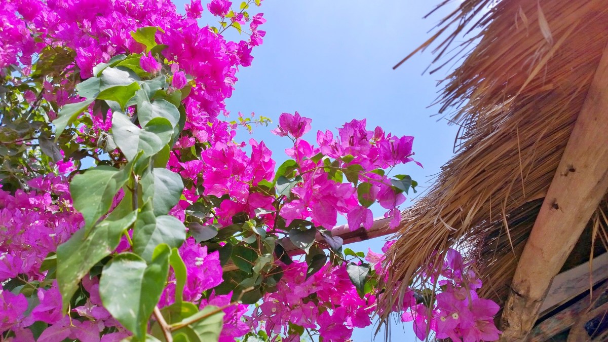 Bougainvillea