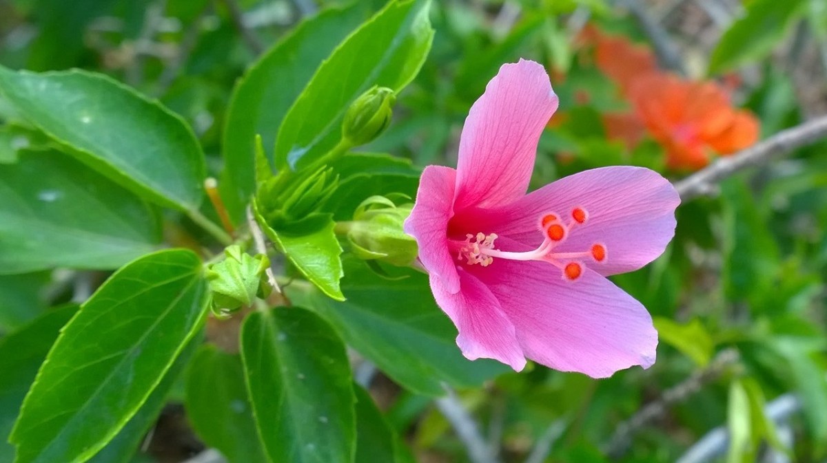 Pink hibiscus