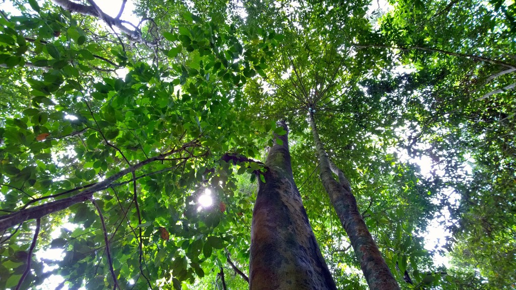 Sun through the leaves