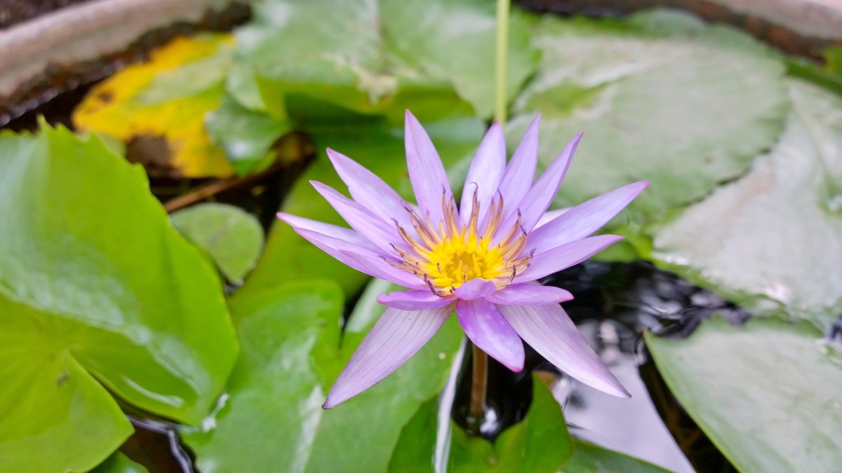 Water lily