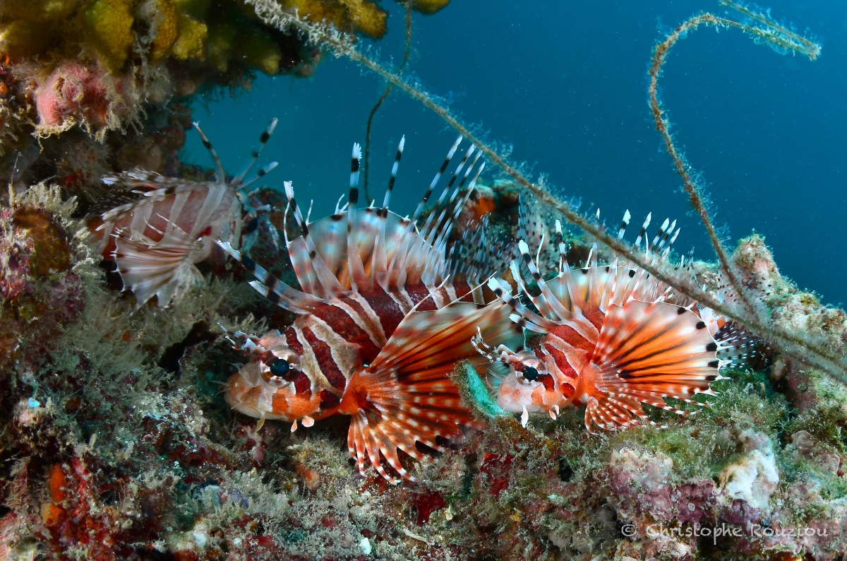 ©Christophe Rouziou  Pacific Lionfishes