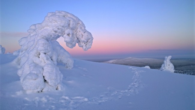 Rukan tykkypuita tammikuussa