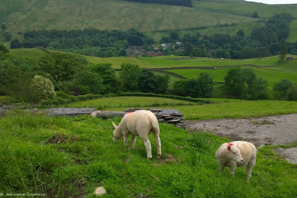 karitsoja pihalaitumella