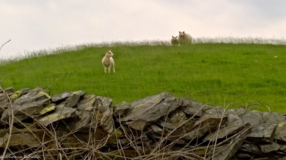 uuhi ja kaksi karitsaa