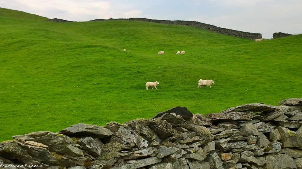 lampaita kiviaidan rajaamalla laitumella