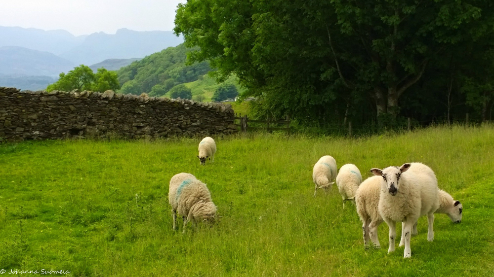 karitsa ja lampaita laitumellaan