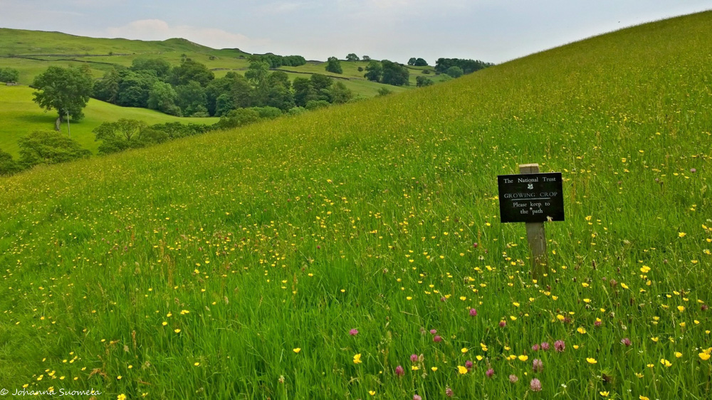 kyltti kukkaniityllä