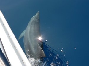 Delfiini 2