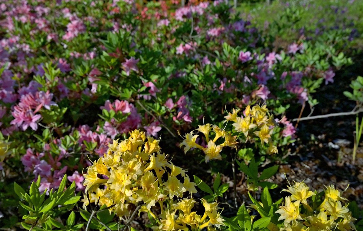 Haagan alppiruusupuisto