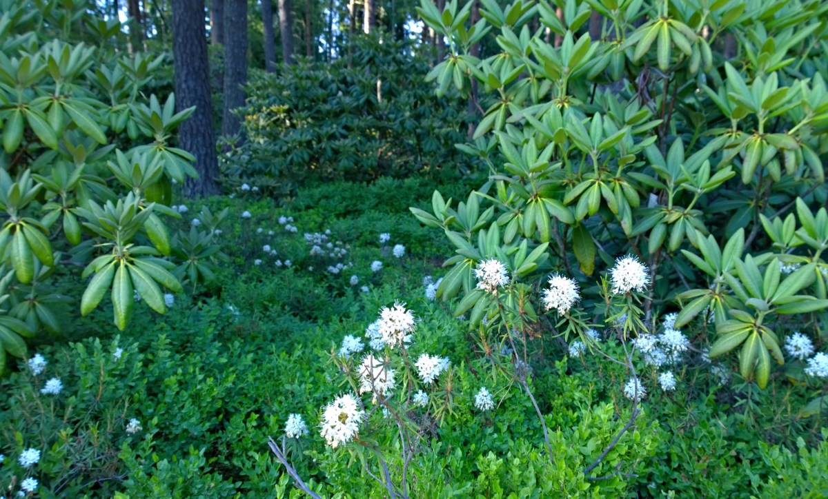 Haagan alppiruusupuisto