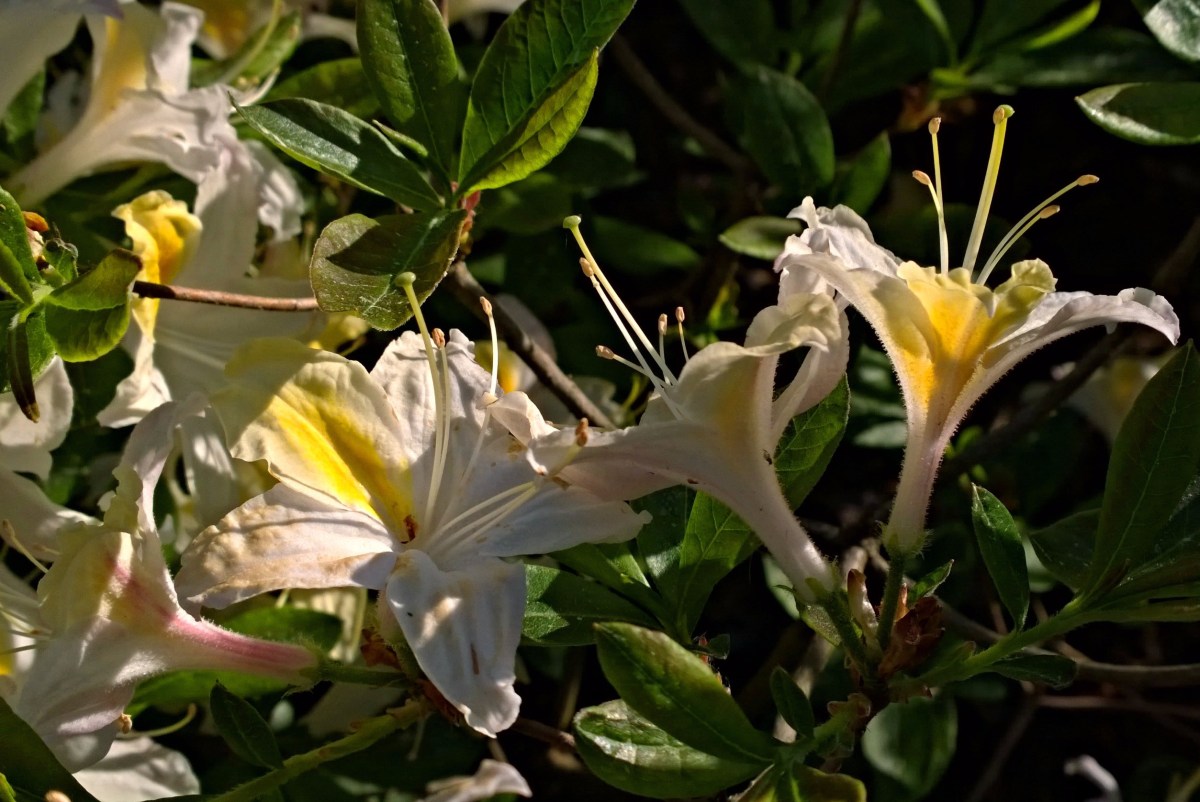 Haagan alppiruusupuisto