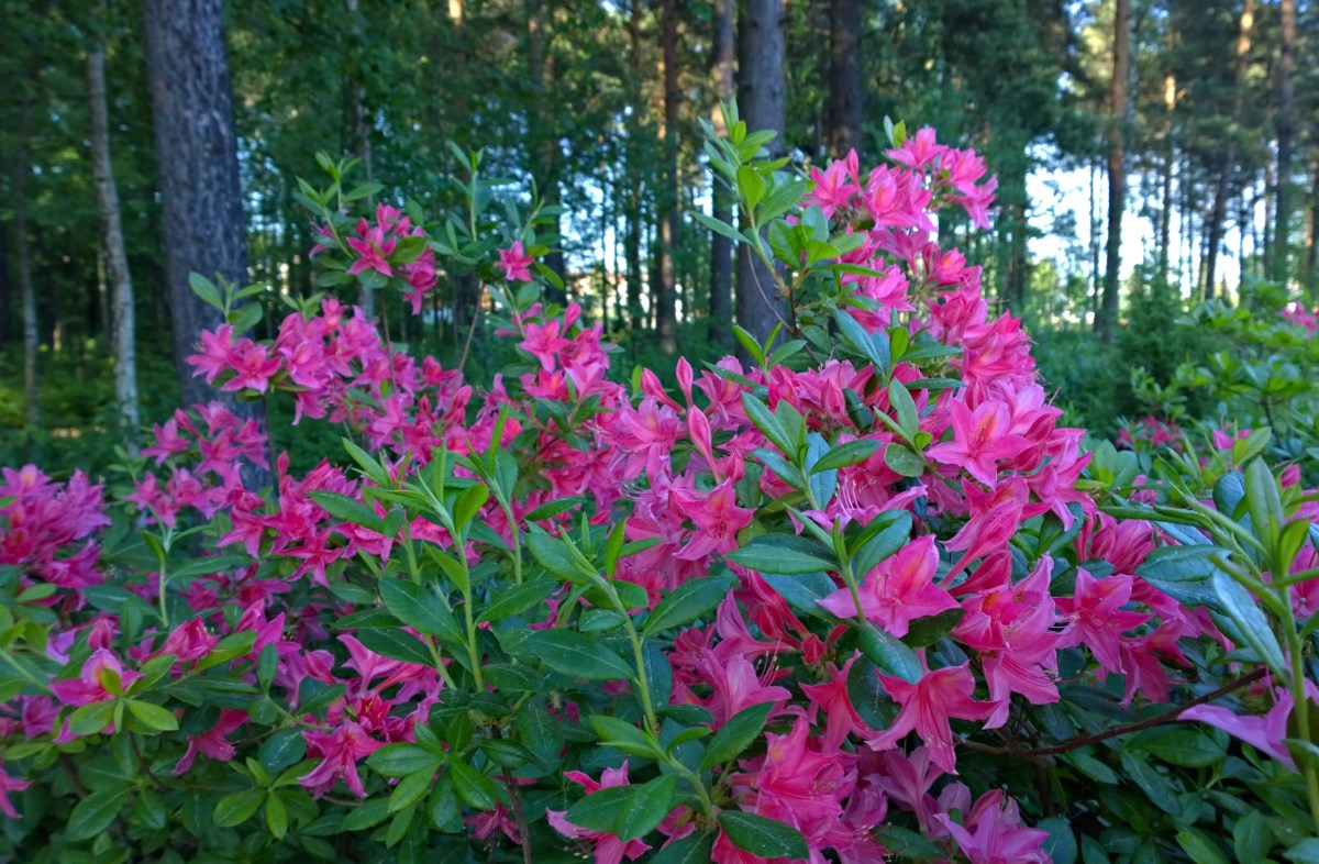 Haagan alppiruusupuisto