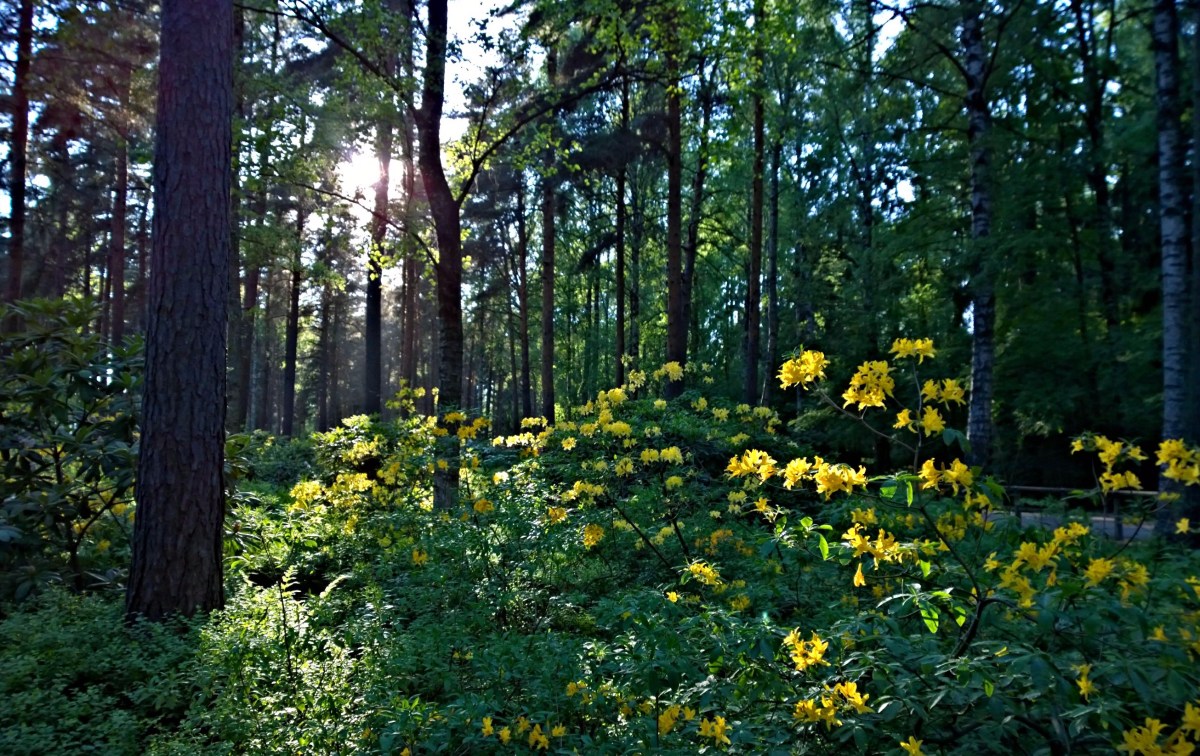 Haagan alppiruusupuisto