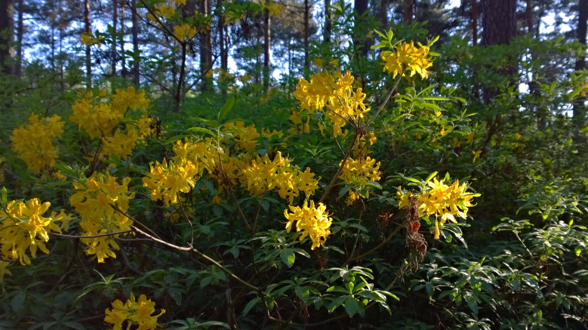 Haagan alppiruusupuisto