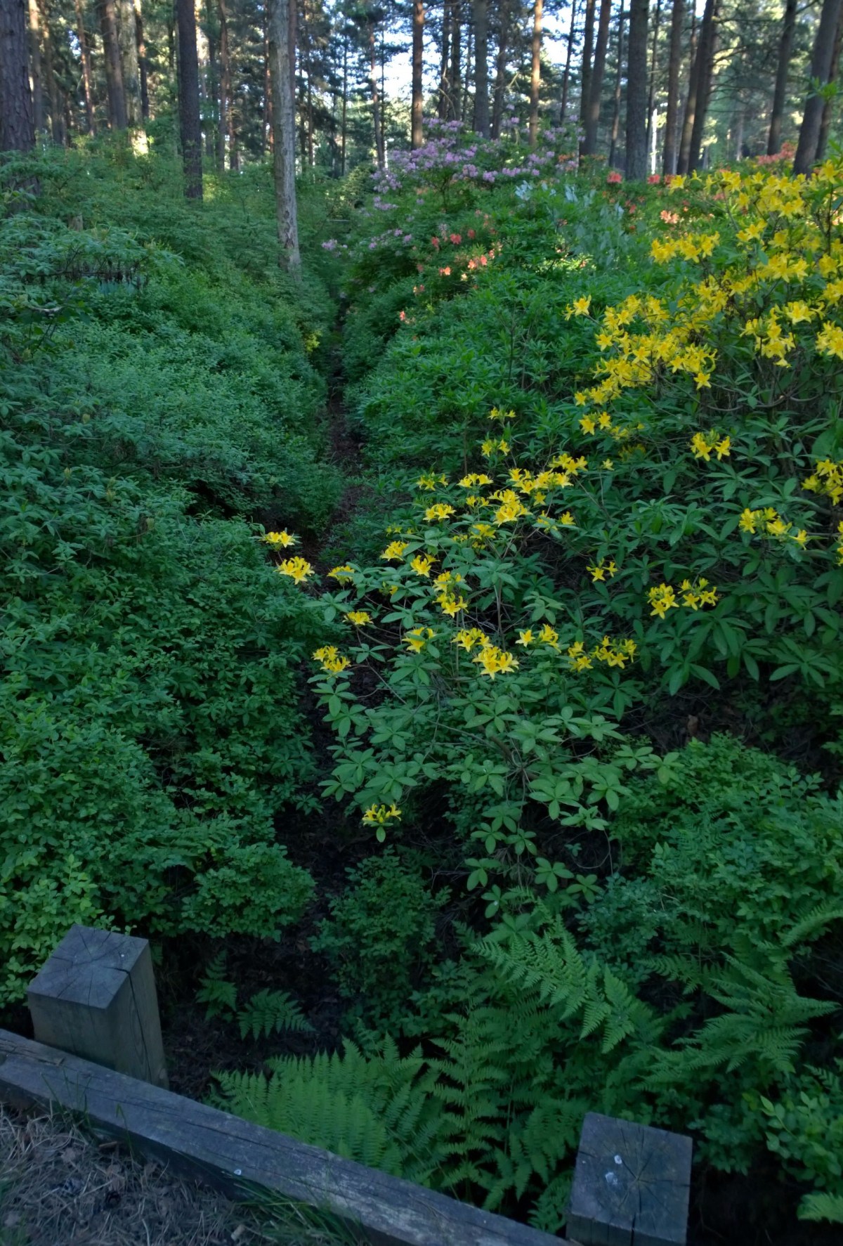 Haagan alppiruusupuisto