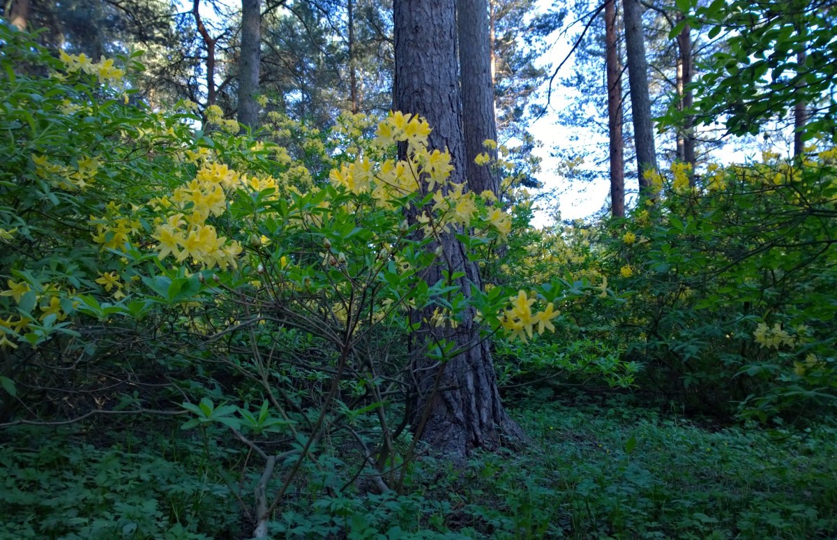 Haagan alppiruusupuisto