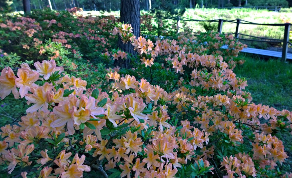 Haagan alppiruusupuisto