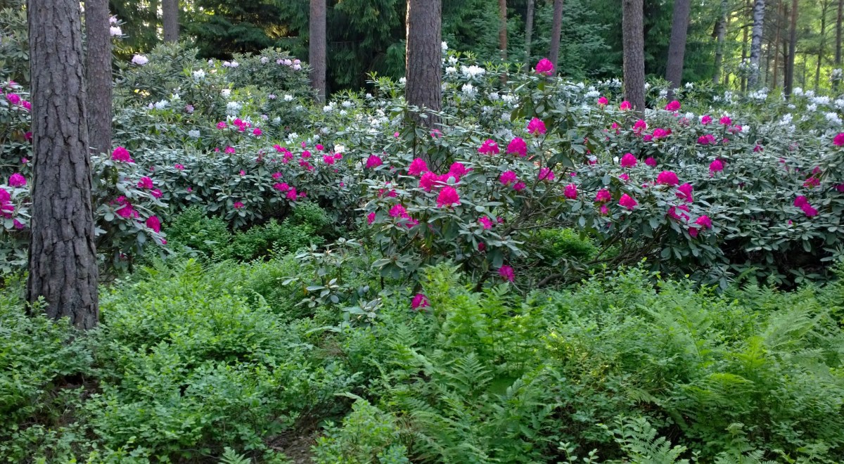 Haagan alppiruusupuisto