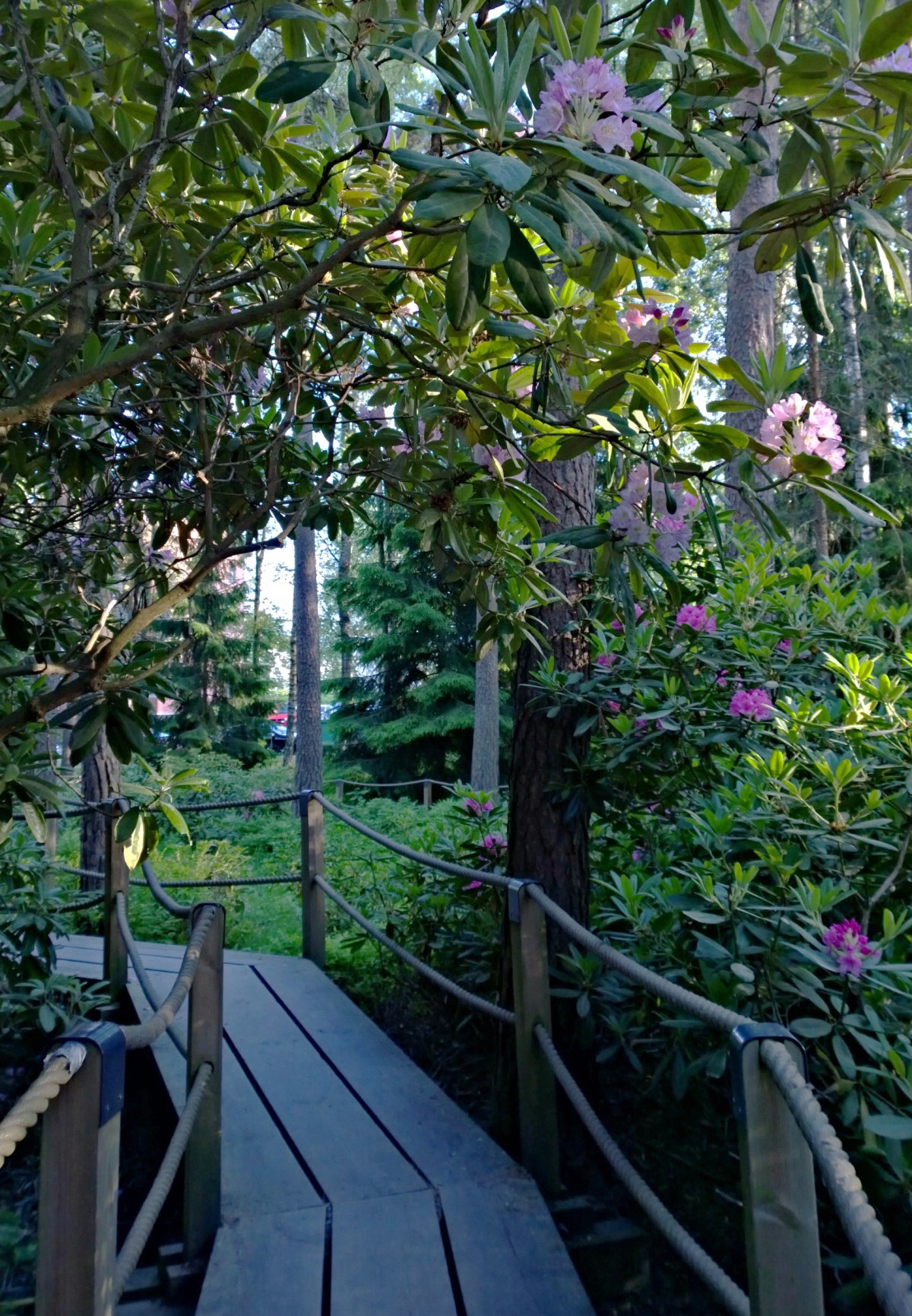 Haagan alppiruusupuisto