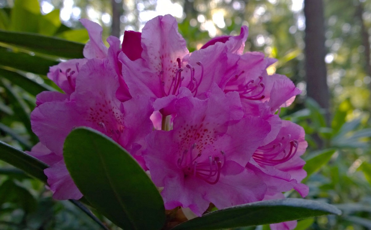 Haagan alppiruusupuisto