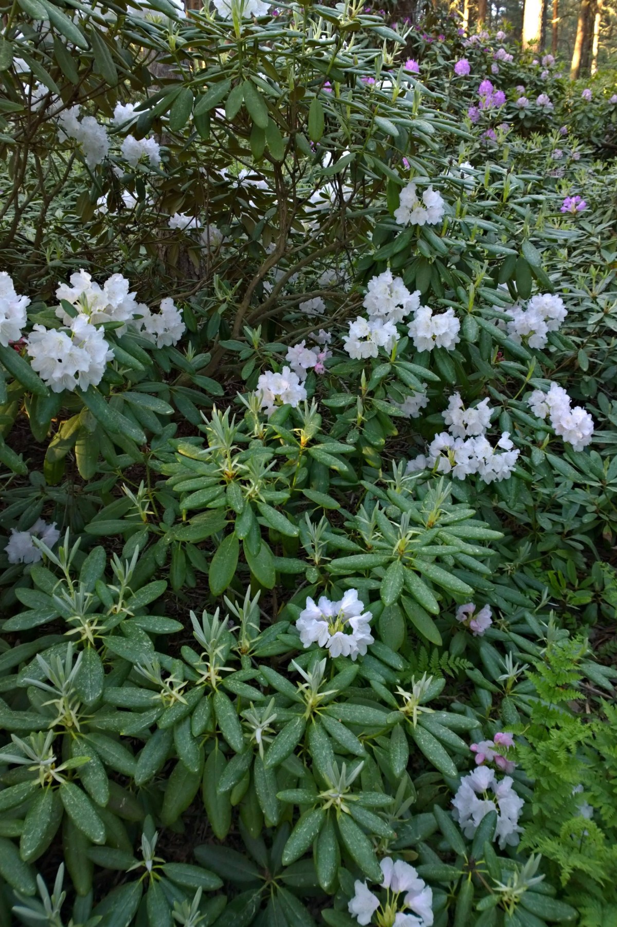 Haagan alppiruusupuisto