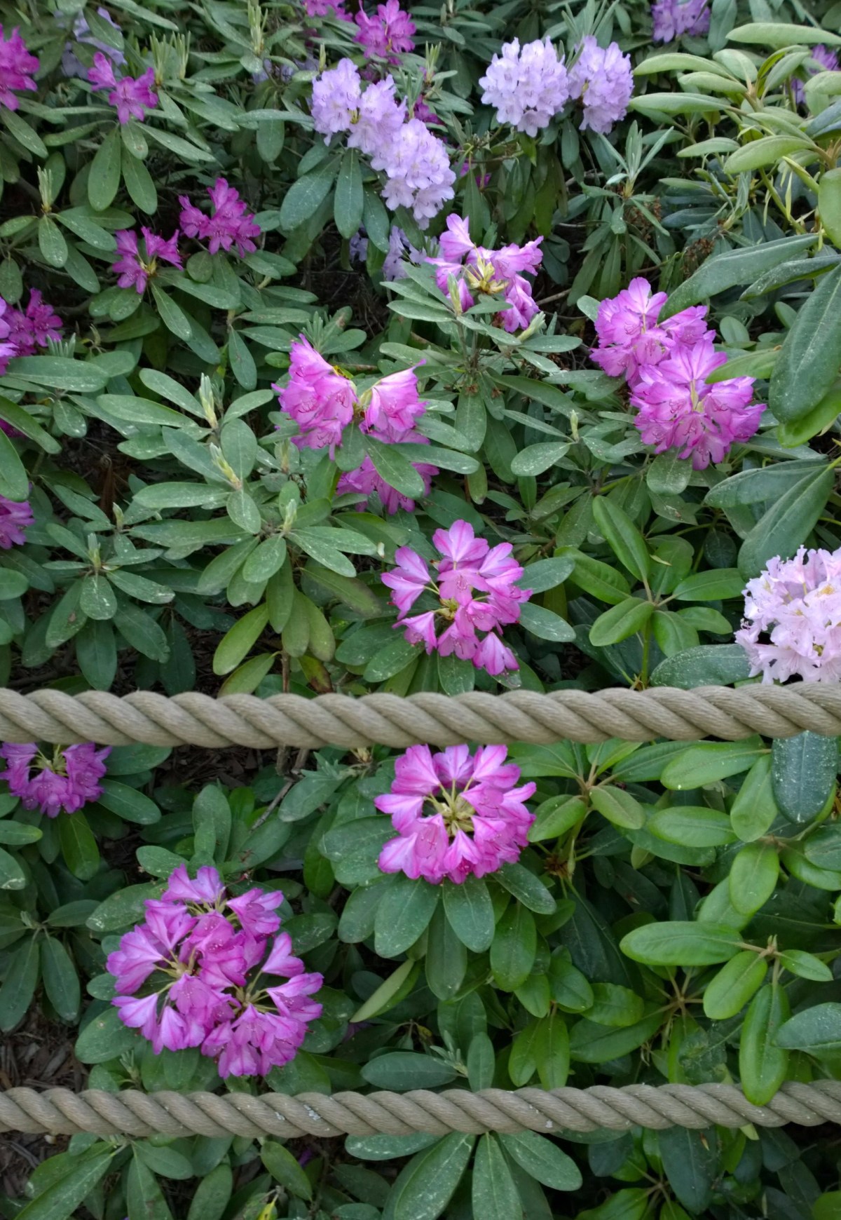 Haagan alppiruusupuisto