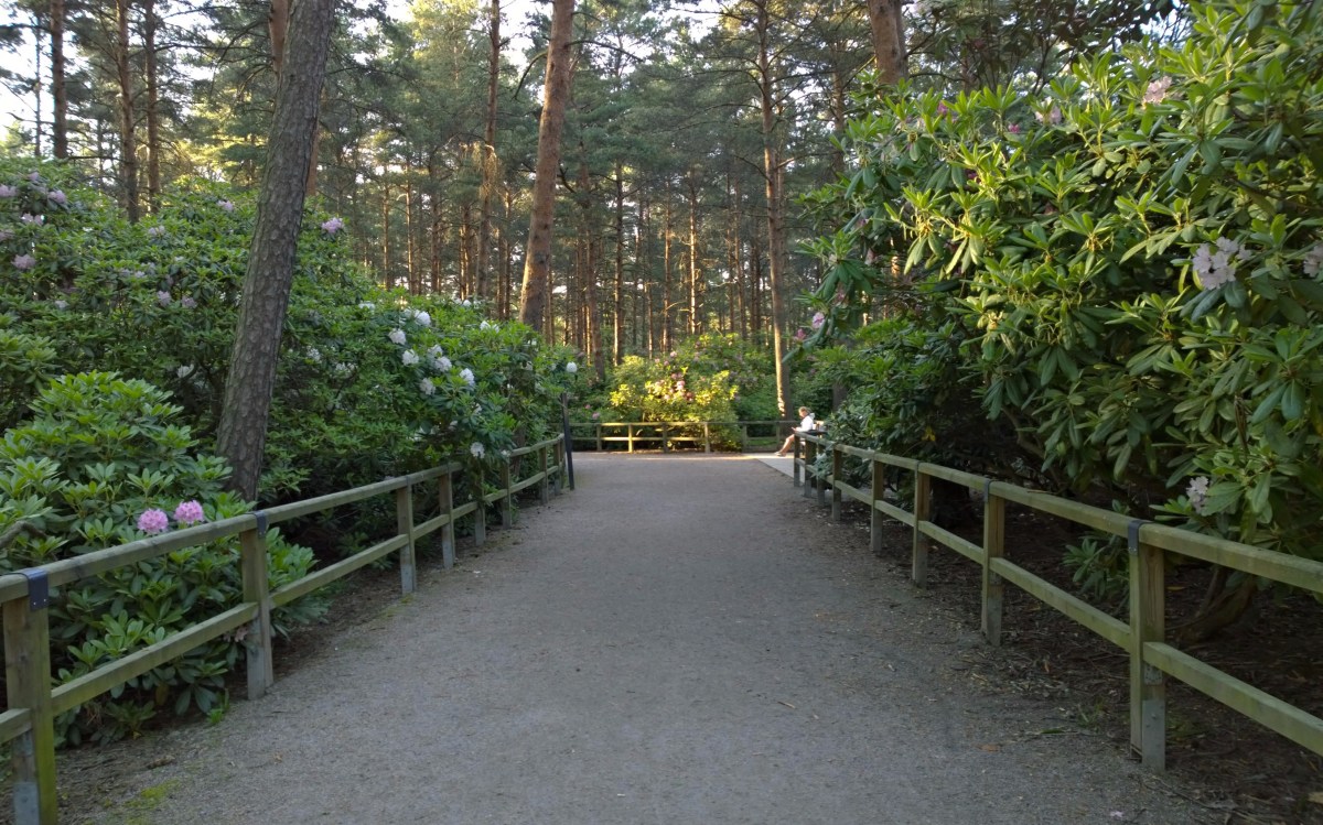 Haagan alppiruusupuisto