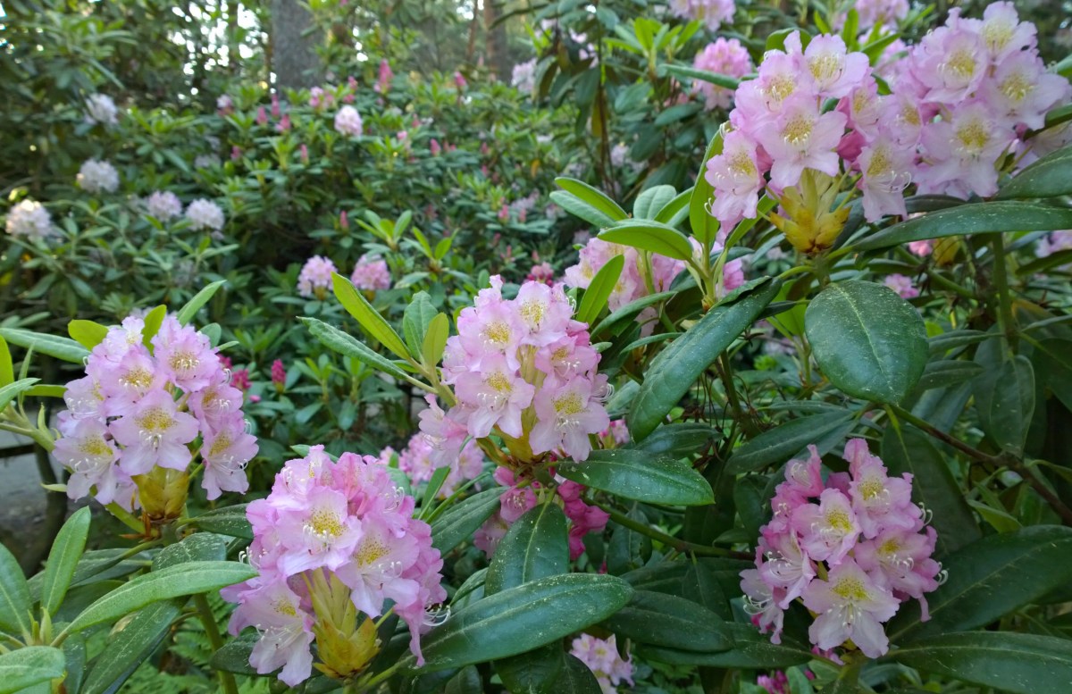 Haagan alppiruusupuisto