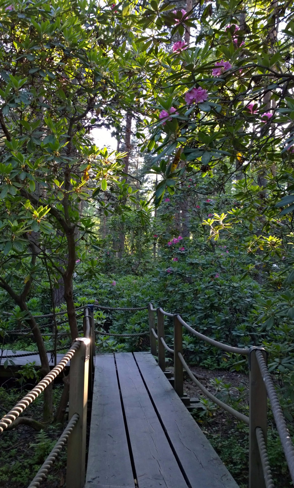 Haagan alppiruusupuisto