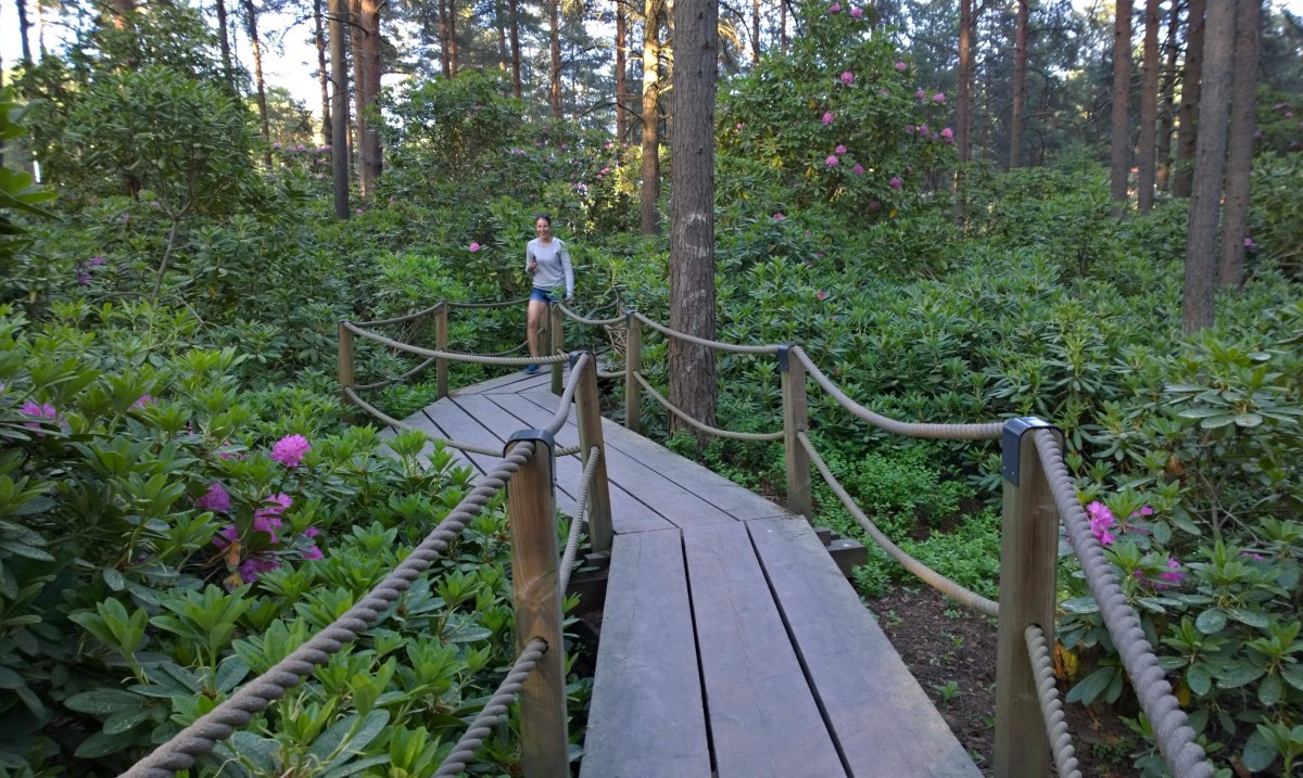 Haagan alppiruusupuisto