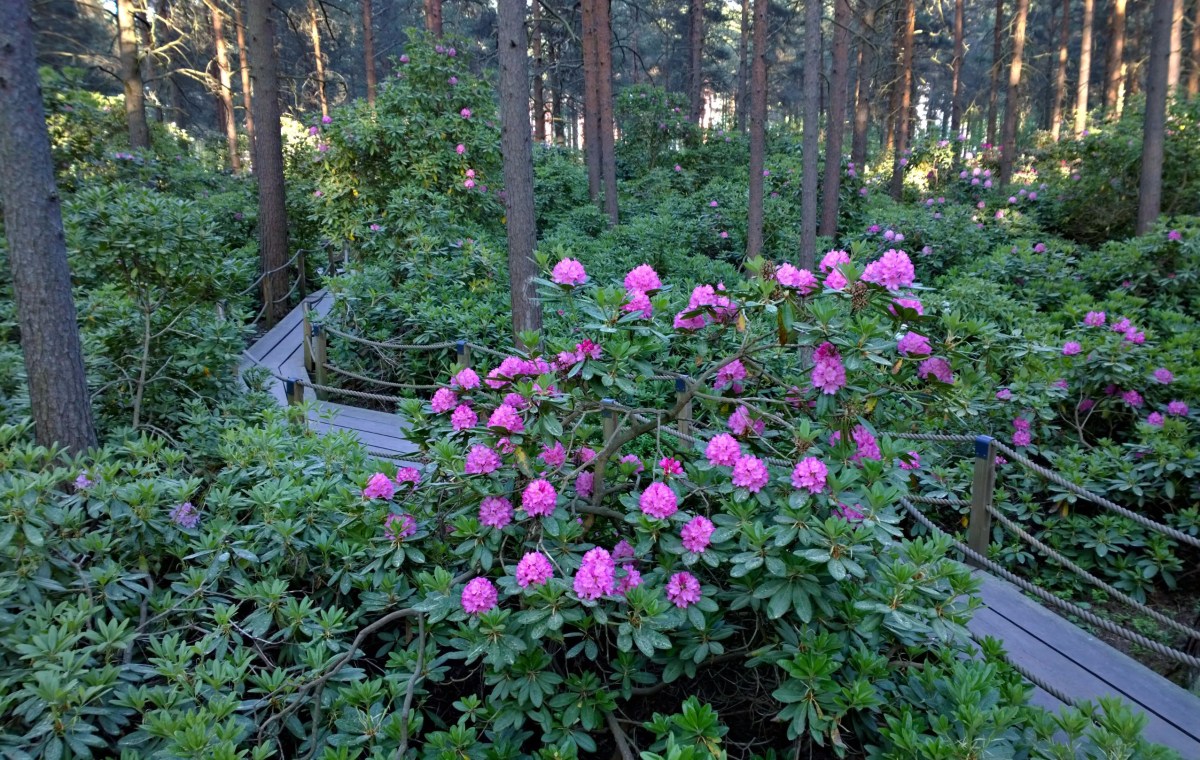 Haagan Alppiruusupuisto