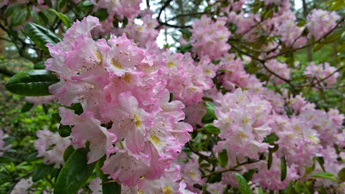 Haagan alppiruusupuisto