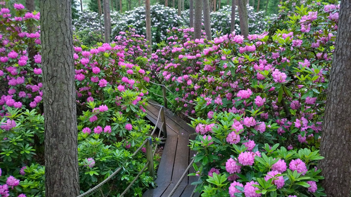 Haagan alppiruusupuisto