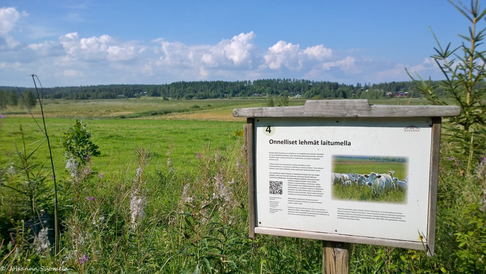 Lehmien elämästä kertova kyltti Bosgårdin luomutilan laidunpientareella