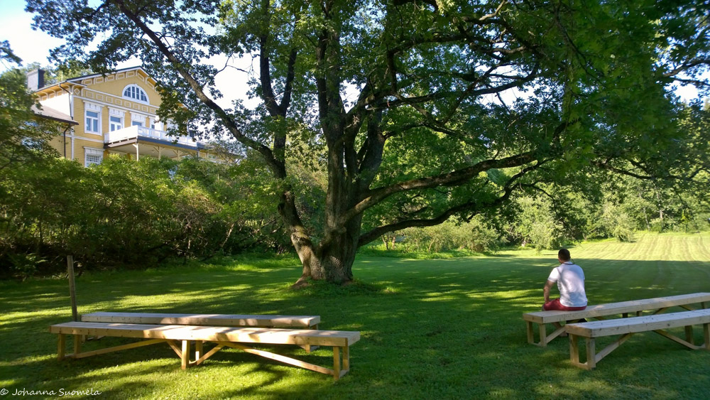 Vanha tammi ja puupenkkejä Bosgårdin luomutilalla