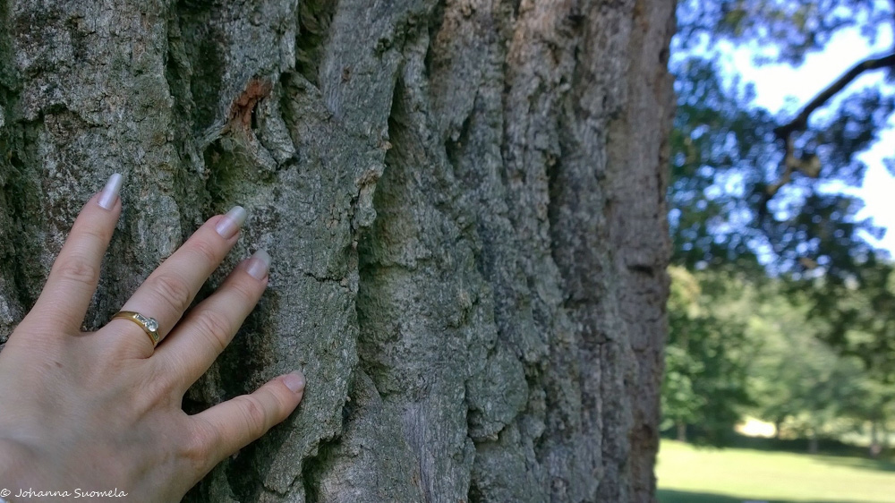 Käsi vanhan tammen rungolla