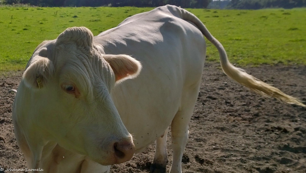 Bosgårdin charolaisnauta lähikuvassa