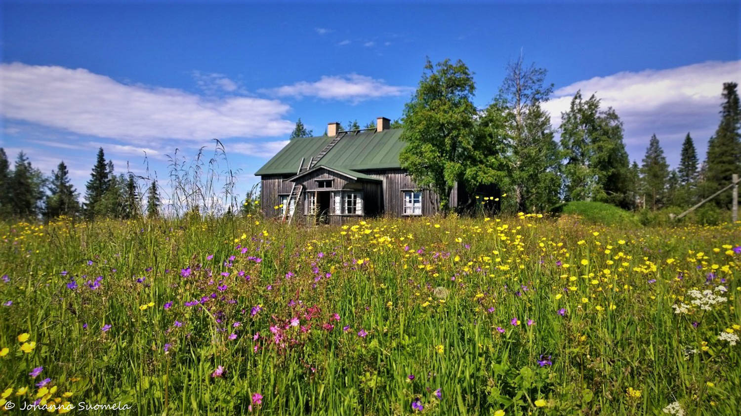 Närängän erämaatilan tupa kukkivan niityn keskellä.