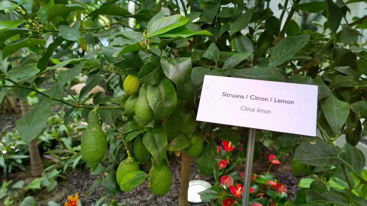 fazerexperience_20160930_15_33_19_pro